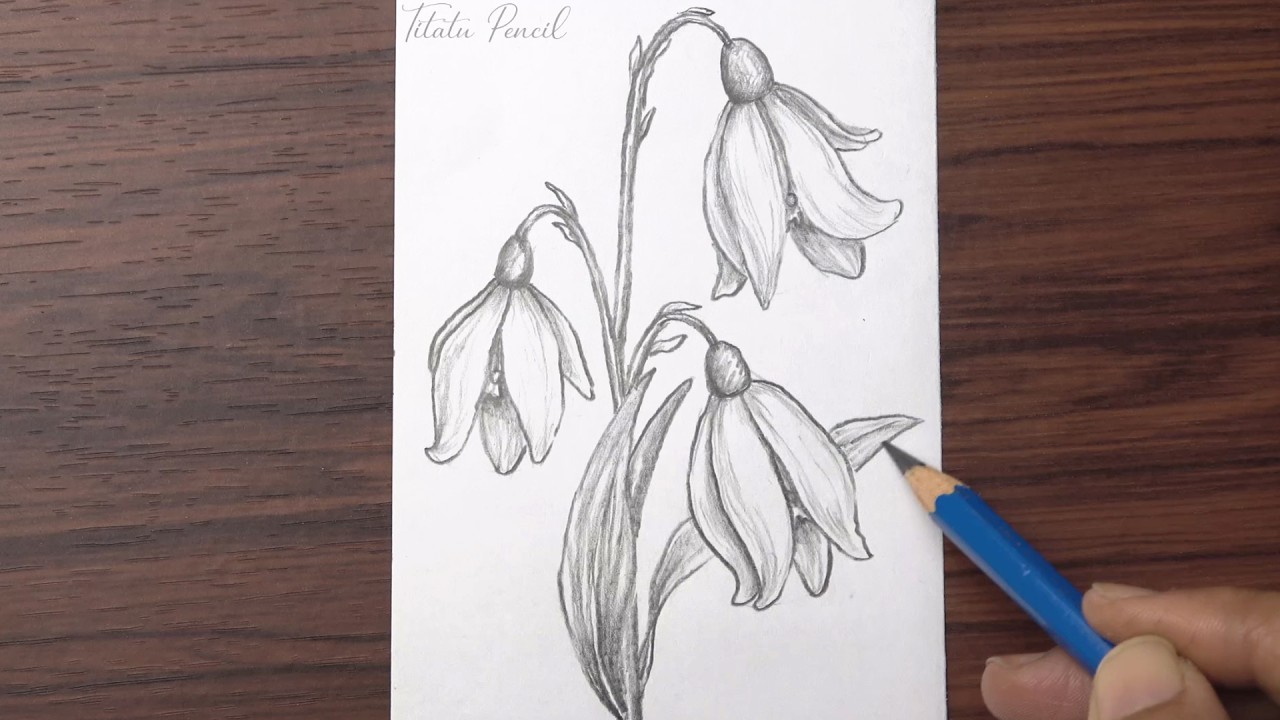 How to draw Snowdrop Flower step by step | Pencil Drawing