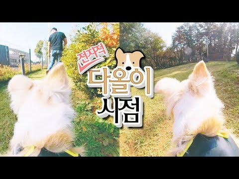&amp;#39;전지적 다올이 시점&amp;#39; 다올이의 아침 산책 풍경