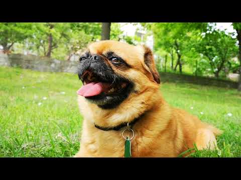 Видео: Каква порода е моето куче?