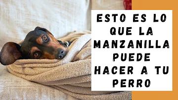 ¿Pueden tomar té los perros?