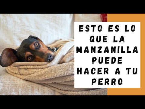 Video: ¿Pueden los perros tener manzanilla?