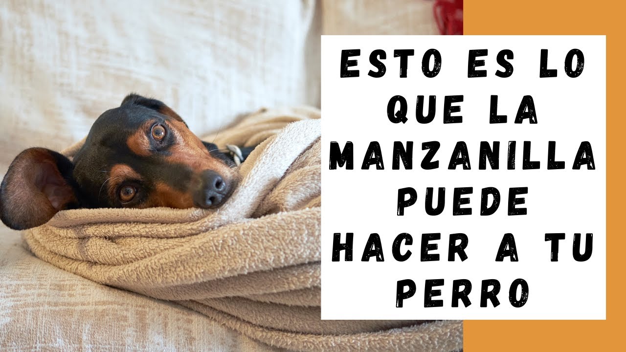 ESTO es lo que puede hacer la Manzanilla en tu Perro. OJO YouTube