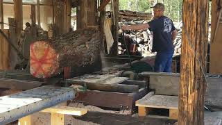 Governor wants to go Fast  #diy #sawmill #pine #woodworking #wood