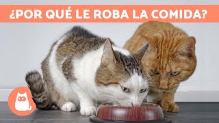 ¿Por qué mi GATO se come la COMIDA del otro GATO?  (Causas y Soluciones)