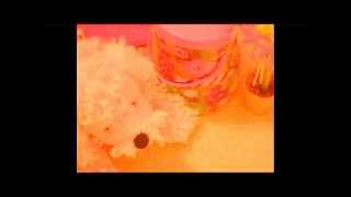 Webkinz Sing Off