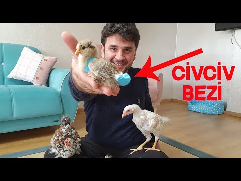 Civciv Tavuk Bezi Yaptık Evde Civciv ve Tavuklarınız Artık Rahatça Gezebilir Chicken's diaper DIY