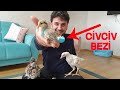 Civciv Tavuk Bezi Yaptık Evde Civciv ve Tavuklarınız Artık Rahatça Gezebilir Chicken's diaper DIY