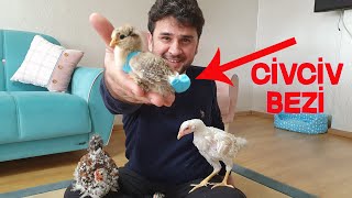 We Made Chick Chicken Diapers, Your Chicks and Chickens Can Now Travel Easily at Home