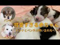 【保護犬】多頭飼育崩壊現場から保護したパンナとペンネ。無事出産！パンナとペンネの返却を希望する飼い主との話し合いの結果は...？