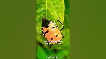 This Bug Has A Human Face!