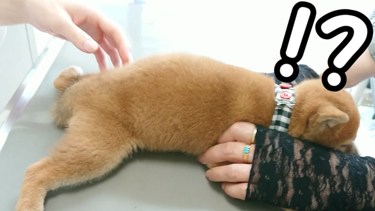 【豆柴】初めての注射にきゅんとかわいい声で泣いて驚く子犬【2回目のワクチン】Mameshiba puppy