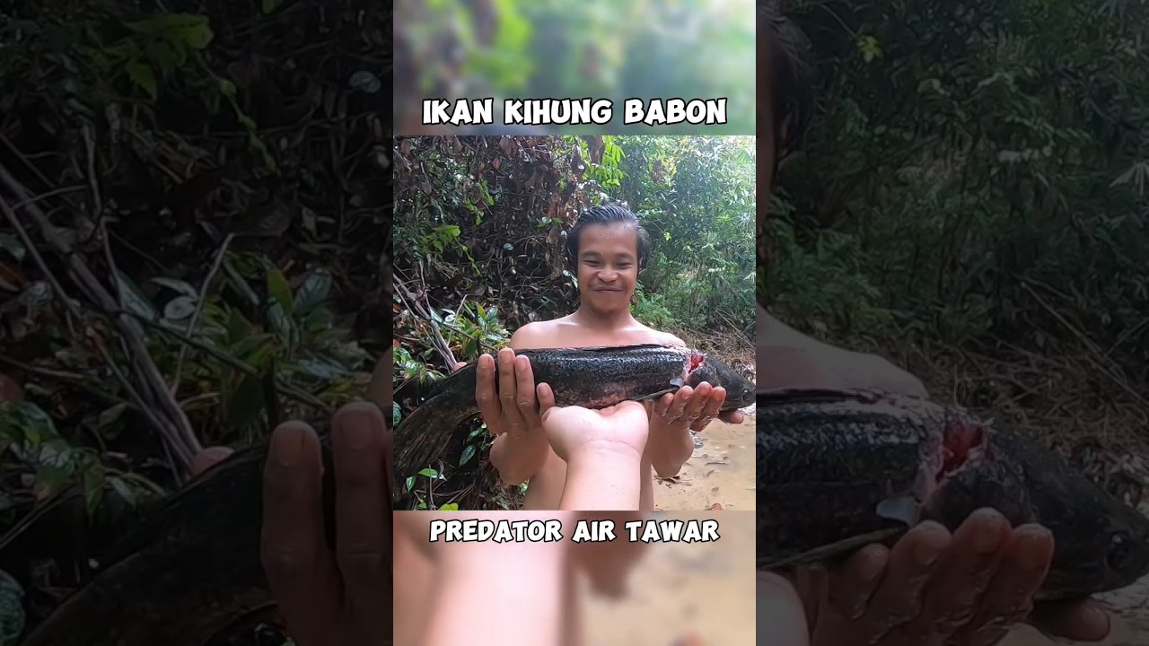 Predator Air Tawar 🔥