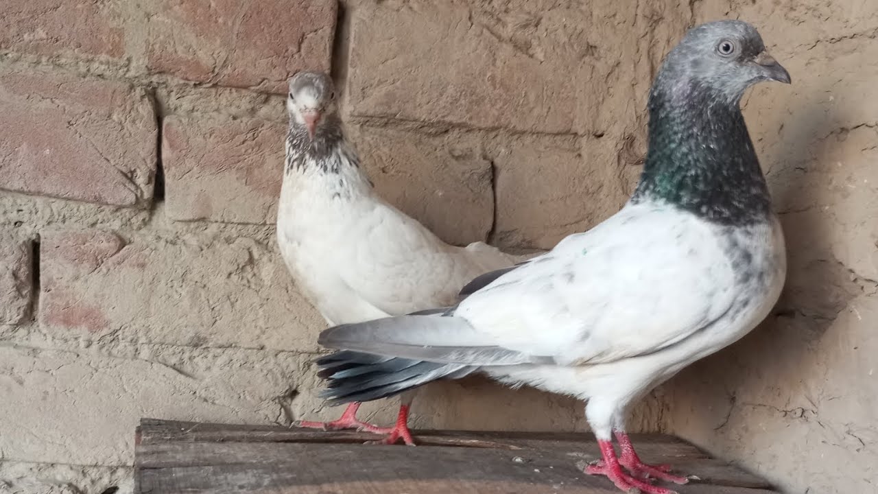 High Flyer Kabootar/Kallsiry Kabootar Breeder Pair ❤️ || Pigeon For Sale 