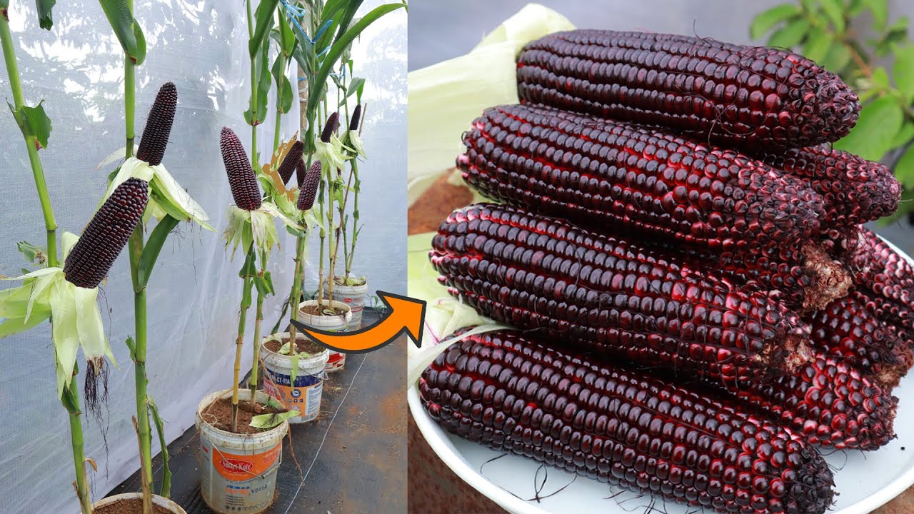 Growing special corn varieties with purple color black corn sweet fruit YouTube