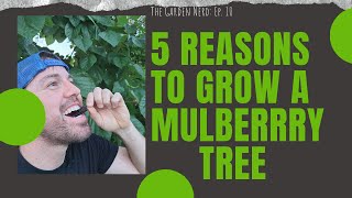 5 Reasons To Plant A Mulberry Tree!