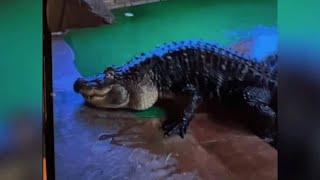 Hamburg man who owned Albert the Alligator is suing New York State months after DEC seized reptile