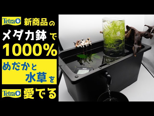 ビオトープ】Tetraじょうろでキレイメダカ鉢と100均商品でメダカと水草