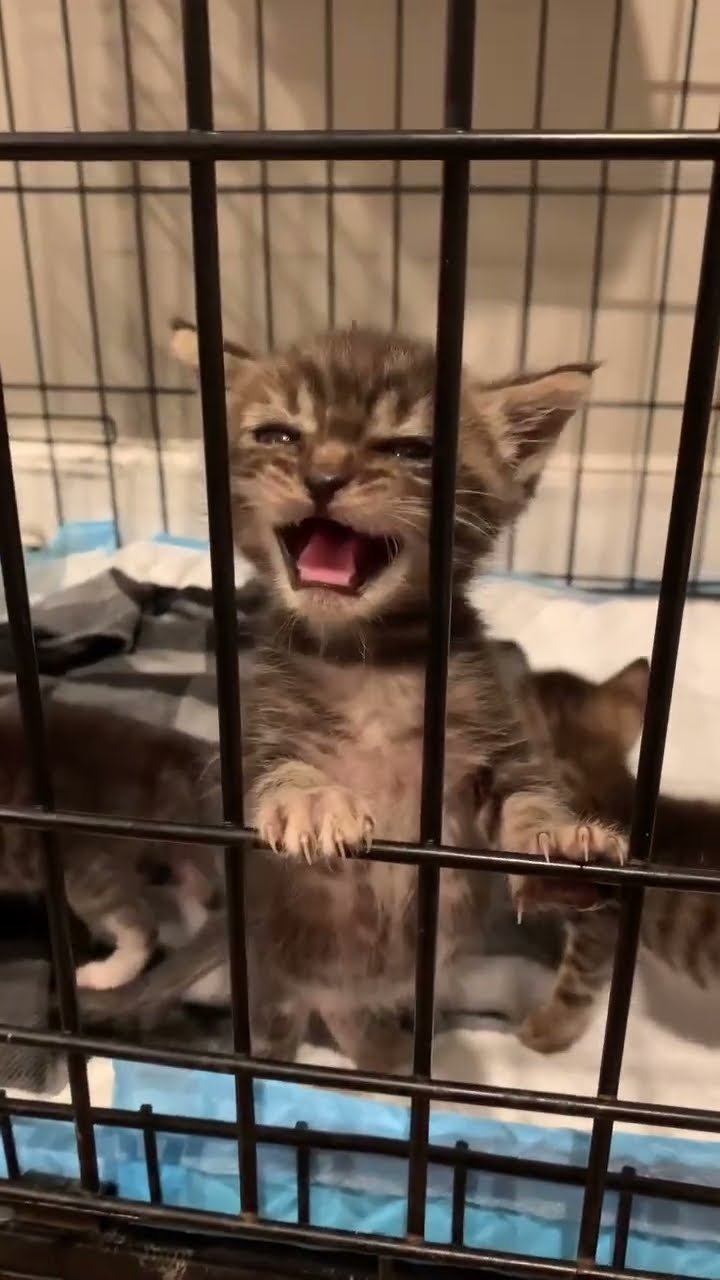BEBE KITTEN ??????? #cat