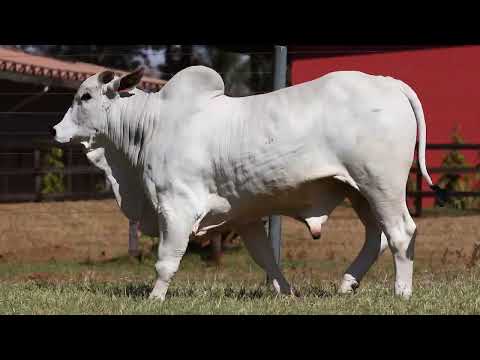 LOTE 63  |  Leilão Touro Pronto Katispera