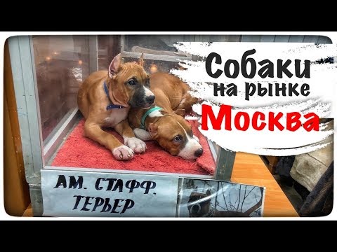 Продажа собак на птичьем рынке Садовод в Москве