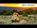 Africa ReWilded | A Story About 21st Century Wildlife Conservation | by Zeyba Untamed | South Africa