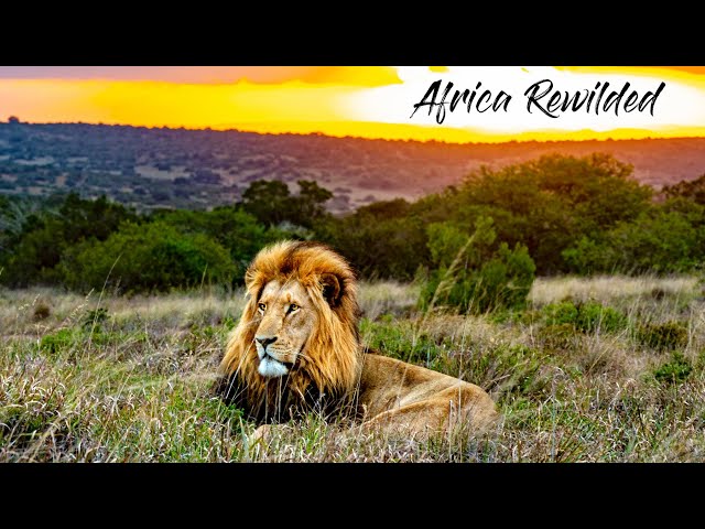 Africa ReWilded | A Story About 21st Century Wildlife Conservation | by Zeyba Untamed | South Africa class=