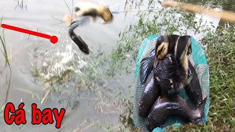 Câu cá lóc nhấp cá lóc bằng vịt, cá bay táp liên tục lên 3 con