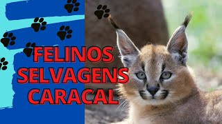 Os Pequenos Felinos Selvagens Merecem Destaqueo Caracal