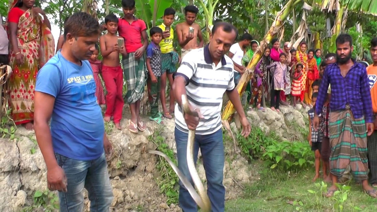 king cobra snake pearl পটুয়াখালী রাজ্জাক বিশ্বাস সাপ ধরার নতুন পর্ব ০২/০৩/২০১৯