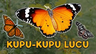 Kupu-kupu yang Lucu - lagu anak #kupukupuyanglucu