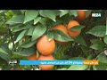 بني ملال خنيفرة توقع إنتاج 290 ألف طن من الحوامض بالجهة 
