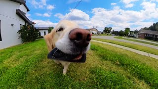 POV: You Are the Dog Toy by SuperCooper 138,729 views 11 months ago 4 minutes, 37 seconds