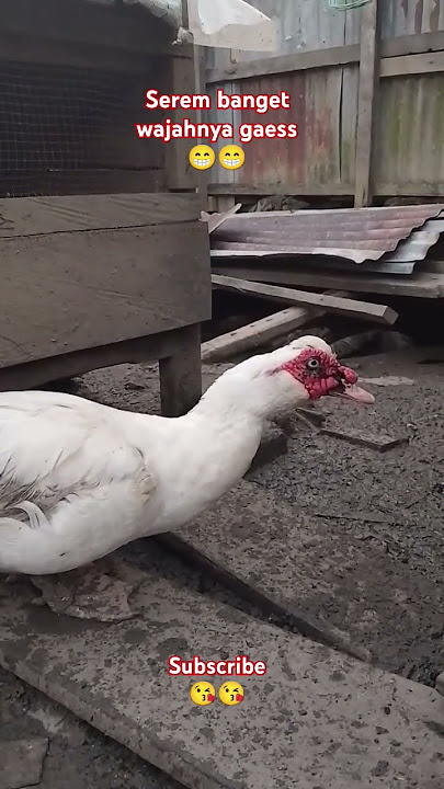 #entokjumbo#entokrembon#pakanterbaik#shortsvideo#