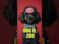 This Dog Might Be Smarter Than You (and Won’t Make You Sneeze)