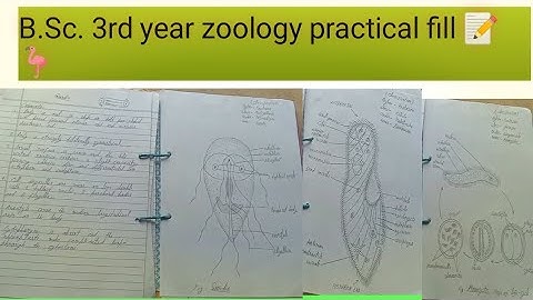 B.Sc. 3rd year Zoology Practical file 📝🦩🐊 (mjpru) brelliy.#bsczoologypracticalfile