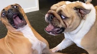 Funniest Videos 2023 🤣 Cute Cats and Funny Dogs 🐶😹 #14 by Happy Dog VN 21,947 views 1 year ago 8 minutes, 55 seconds