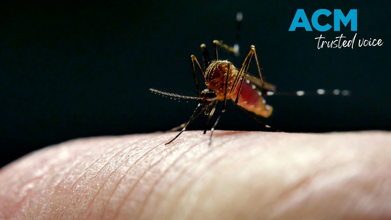 Murray Valley encephalitis case in NSW prompts warning for potentially deadly virus