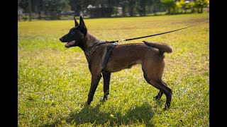 HOW TO TRAIN A BELGIAN MALINOIS || A Rare Glimpse at a Full Training Session with Ivan Balabanov