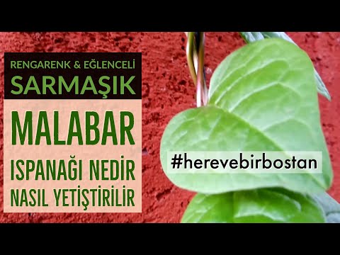 Video: Malabar Ispanak Hasadı - Bahçede Malabar Ispanağı Ne Zaman Toplanmalı