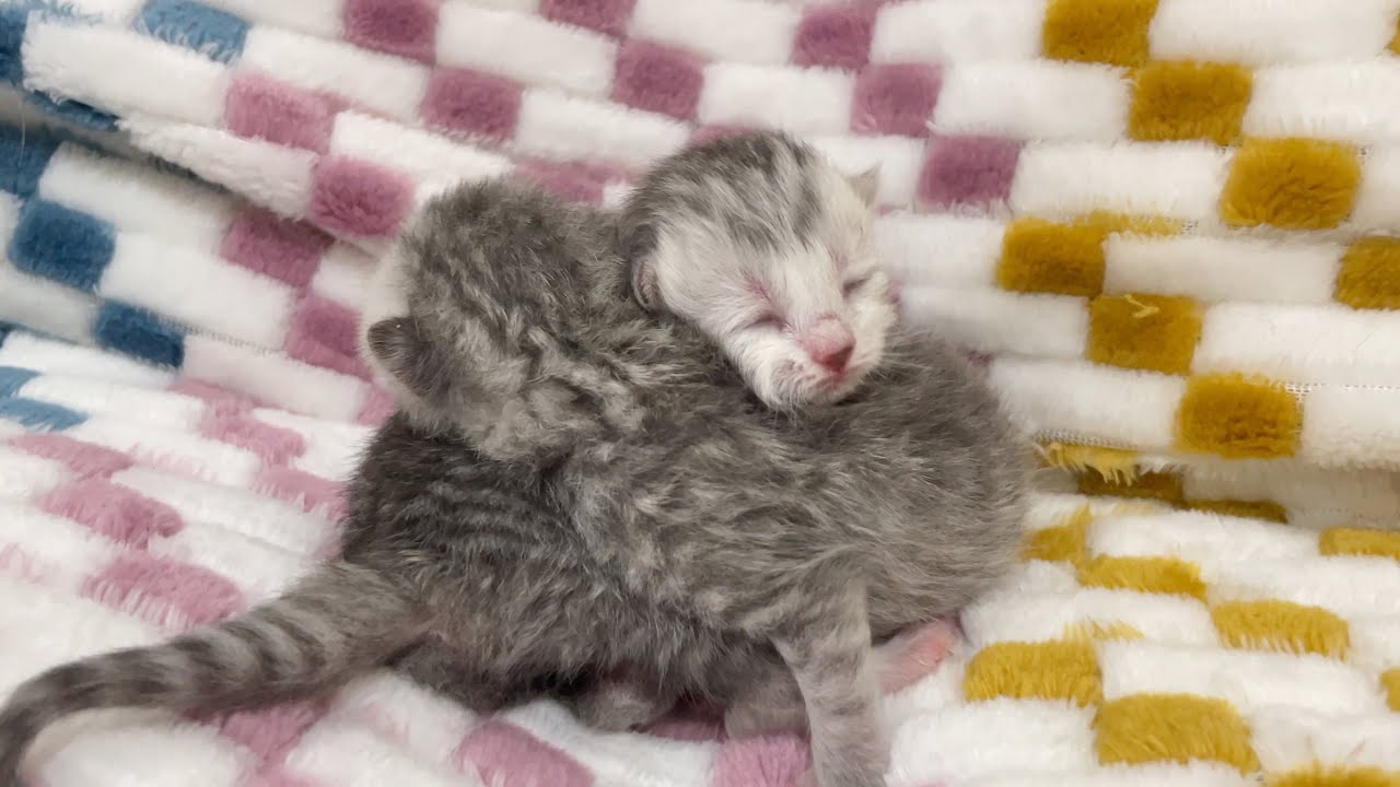 Newborn kittens, 24 hours after give birth YouTube