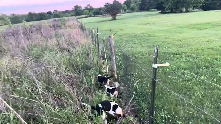 Wingate Wally, Wilma, and Brindley Creek Wilbur - 5/19/24