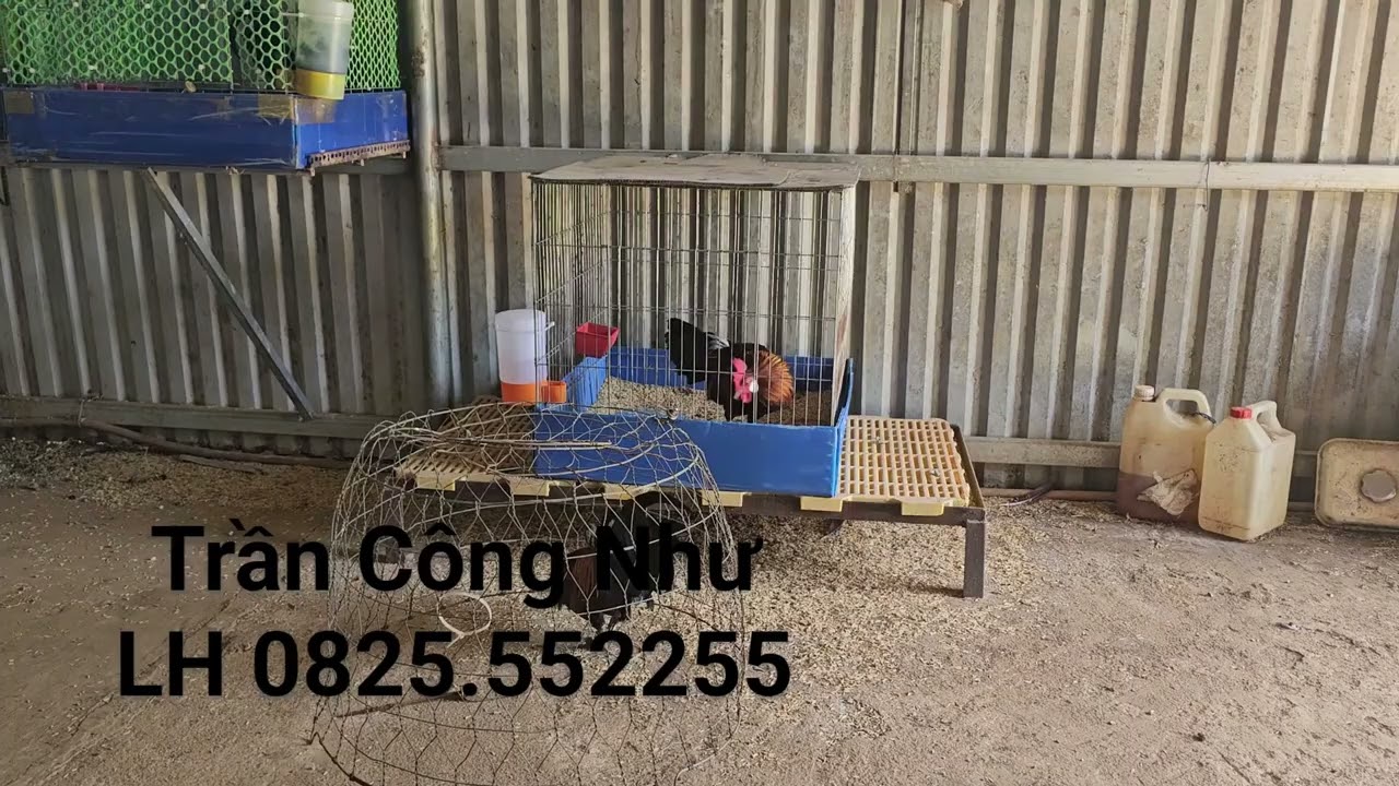 Cách thuần gà rừng rặc mau sung nhất của Trần Công Như!!!
