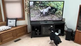 Famous Java watching herself on TV Net Worth