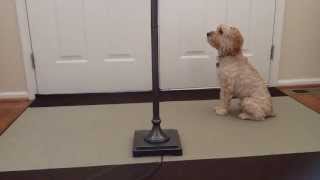 Dog Disappears!