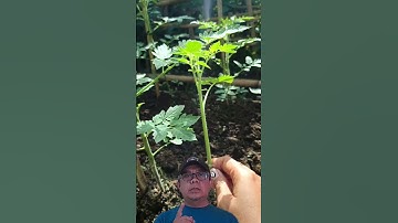 Tips Cara Merawat Tanaman Tomat Agar Cepat Berbuah #satisfying #grafting #buah #gardening #wood