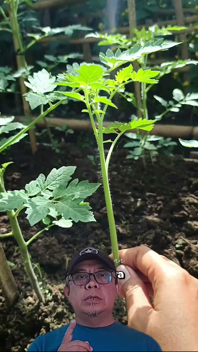 Tips Cara Merawat Tanaman Tomat Agar Cepat Berbuah #satisfying #grafting #buah #gardening #wood