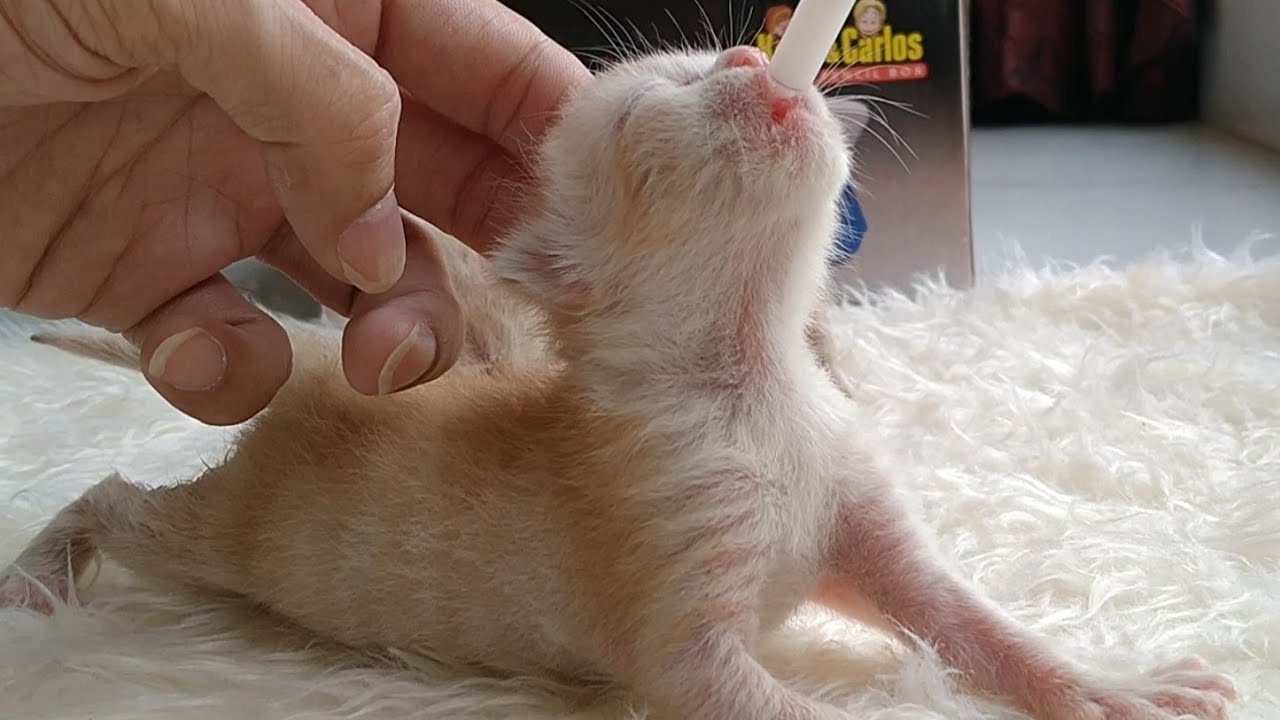 Rescue Kittens Steal Hearts While Syringe Feeding - You'll Melt