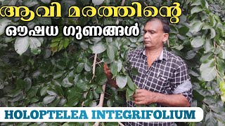 Aval Aaval சணடவல Njettaval சரவலவம Holoptelea Integrifolium Jungle Cork Tree