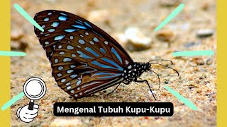 Mengenal Bagian Tubuh Kupu-Kupu