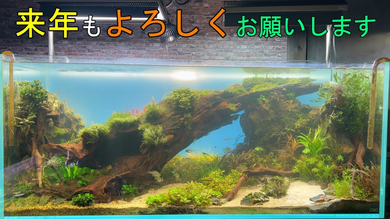今年最後は、120㎝水槽の動画で - YouTube 今年最後は、120㎝水槽の動画で - YouTube